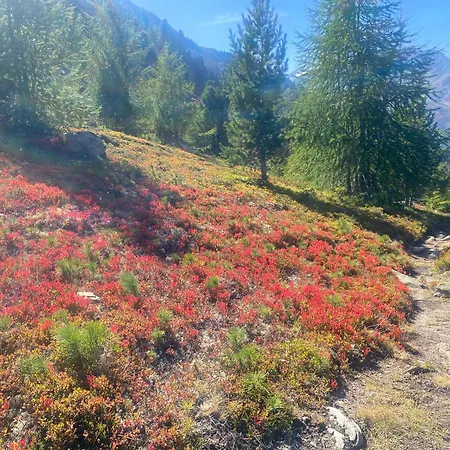 Lejlighed Sportpension Rubin